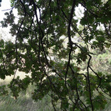 Tree; Publicdomain; Cc0; Freeimage;