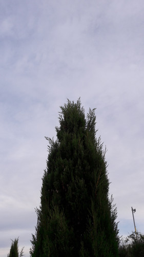 Tree; Publicdomain; Cc0; Freeimage;.jpg