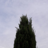 Tree; Publicdomain; Cc0; Freeimage;