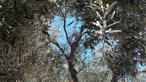 Tree; Publicdomain; Cc0; Freeimage;.jpg