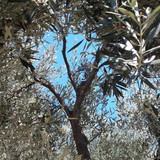 Tree; Publicdomain; Cc0; Freeimage;