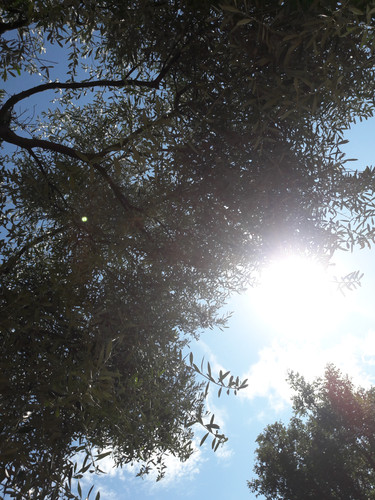 Tree; Publicdomain; Cc0; Freeimage;.jpg