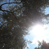 Tree; Publicdomain; Cc0; Freeimage;