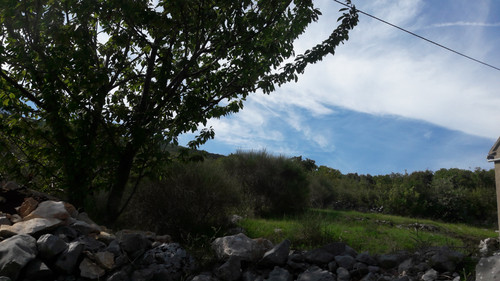 Tree; Publicdomain; Cc0; Freeimage;.jpg