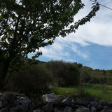 Tree; Publicdomain; Cc0; Freeimage;