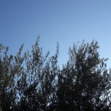 Tree; Publicdomain; Cc0; Freeimage;