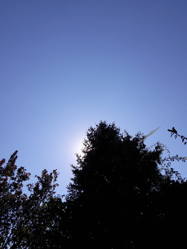 Tree; Publicdomain; Cc0; Freeimage;.jpg