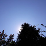 Tree; Publicdomain; Cc0; Freeimage;