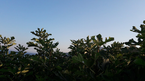 Tree; Publicdomain; Cc0; Freeimage;.jpg