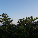 Tree; Publicdomain; Cc0; Freeimage;