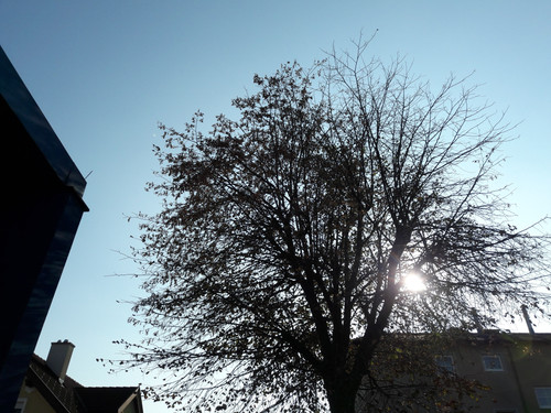 Tree; Publicdomain; Cc0; Freeimage;.jpg