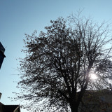 Tree; Publicdomain; Cc0; Freeimage;