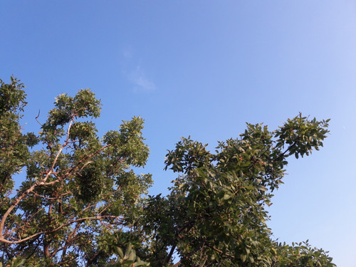 Tree; Publicdomain; Cc0; Freeimage;.jpg