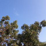 Tree; Publicdomain; Cc0; Freeimage;