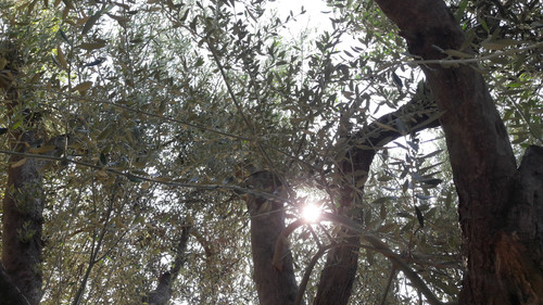 Tree; Publicdomain; Cc0; Freeimage;.jpg