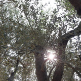 Tree; Publicdomain; Cc0; Freeimage;