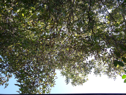 Tree; Publicdomain; Cc0; Freeimage;.jpg