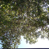 Tree; Publicdomain; Cc0; Freeimage;