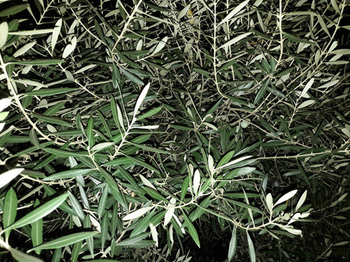 Tree; Publicdomain; Cc0; Freeimage;.jpg