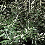 Tree; Publicdomain; Cc0; Freeimage;