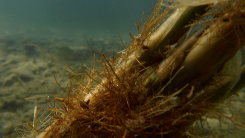 Flora Plant A Beauty Publicdomain (45).jpg