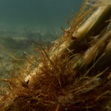 Flora Plant A Beauty Publicdomain (45)