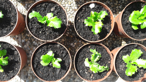 Plant; Publicdomain; Cc0; Freeimage;.jpg