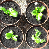 Plant; Publicdomain; Cc0; Freeimage;