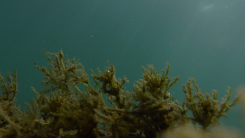 Flora Plant A Beauty Publicdomain (47).jpg