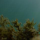 Flora Plant A Beauty Publicdomain (47)