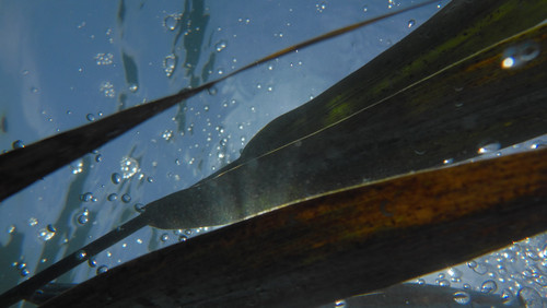 Flora Plant A Beauty Publicdomain (43).jpg