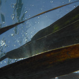 Flora Plant A Beauty Publicdomain (43)