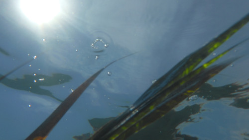 Flora Plant A Beauty Publicdomain (41).jpg