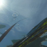 Flora Plant A Beauty Publicdomain (41)