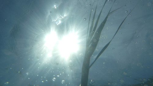 Flora Plant A Beauty Publicdomain (44).jpg