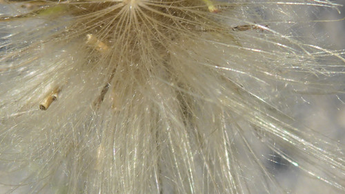 Flora Plant A Beauty Publicdomain (48).jpg