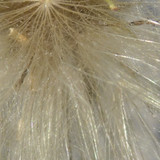 Flora Plant A Beauty Publicdomain (48)