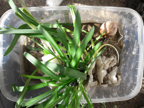 Plant; Publicdomain; Cc0; Freeimage;.jpg