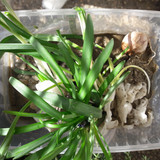 Plant; Publicdomain; Cc0; Freeimage;