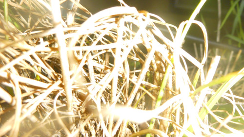 Flora Plant A Beauty Publicdomain (49).jpg