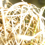 Flora Plant A Beauty Publicdomain (49)