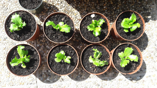 Plant; Publicdomain; Cc0; Freeimage;.jpg