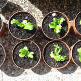 Plant; Publicdomain; Cc0; Freeimage;