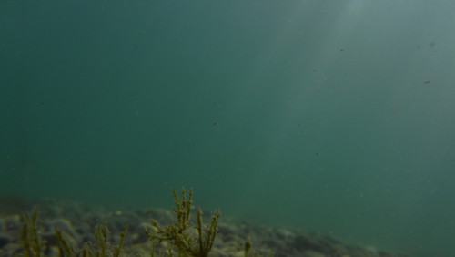 Flora Plant A Beauty Publicdomain (46).jpg