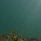 Flora Plant A Beauty Publicdomain (46)