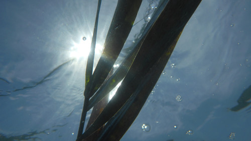 Flora Plant A Beauty Publicdomain (42).jpg