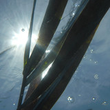 Flora Plant A Beauty Publicdomain (42)