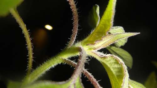 Flora Plant A Beauty Publicdomain (50).jpg