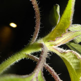 Flora Plant A Beauty Publicdomain (50)