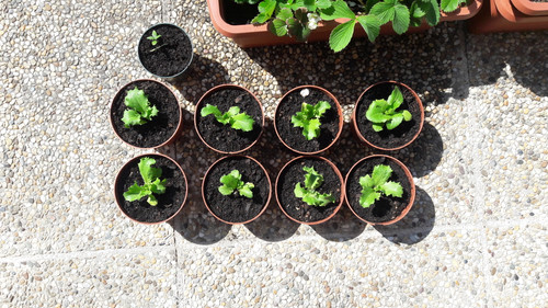 Plant; Publicdomain; Cc0; Freeimage;.jpg